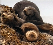 Sea otters of a remote North Pacific island Utashud